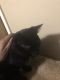 Other Cats for sale in New Hope, MN, USA. price: $100