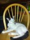 Other Cats for sale in Grouse Ln, West Newton, PA 15089, USA. price: $1