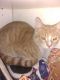 Other Cats for sale in Grouse Ln, West Newton, PA 15089, USA. price: NA