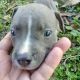 Other Puppies for sale in Port St. Lucie, FL 34986, USA. price: NA