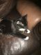 Other Cats for sale in Douglasville, GA, USA. price: $120