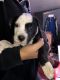 Other Puppies for sale in Montclair, CA, USA. price: NA