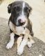 Other Puppies for sale in Hutto, TX 78634, USA. price: NA