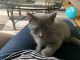 Other Cats for sale in Orland Hills, IL 60477, USA. price: $75
