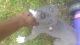 Other Puppies for sale in 410 Booker St, Mobile, AL 36604, USA. price: NA