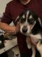 Other Puppies for sale in 3454 Greenglade Ave, Pico Rivera, CA 90660, USA. price: NA