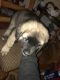 Other Puppies for sale in 2918 Buxton Ct, Forest Grove, OR 97116, USA. price: $750