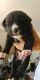 Other Puppies for sale in Fontana, CA, USA. price: NA