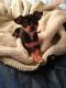 Other Puppies for sale in Portland, OR, USA. price: NA