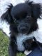 Other Puppies for sale in Boca Raton, FL, USA. price: NA