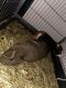 Other Rodents for sale in Milwaukee, WI, USA. price: NA