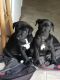 Other Puppies for sale in 317 Weadon Rd, Blanch, NC 27212, USA. price: NA
