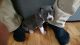 Other Puppies for sale in Hacienda Heights, CA, USA. price: NA