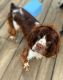 Other Puppies for sale in Tupelo, MS 38801, USA. price: NA
