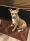 Other Puppies for sale in Manitou Springs, CO 80829, USA. price: NA