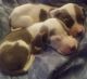 Other Puppies for sale in Wilmington, DE, USA. price: NA
