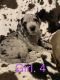 Other Puppies for sale in Wylie, TX 75098, USA. price: NA