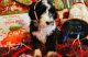 Other Puppies for sale in Burlington, IA, USA. price: $1,000