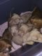 Other Puppies for sale in Lone Star, TX 75668, USA. price: NA