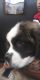 Other Puppies for sale in 10315 Curry Ford Rd, Orlando, FL 32825, USA. price: NA
