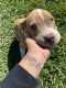 Other Puppies for sale in Stuart, FL, USA. price: $400