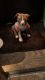 Other Puppies for sale in Greenville, SC, USA. price: NA