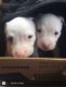 Other Puppies for sale in Aurora, IL 60505, USA. price: NA