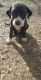Other Puppies for sale in Waco, TX, USA. price: NA