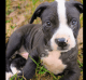 Other Puppies for sale in Decatur, GA 30030, USA. price: NA