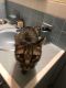 Other Cats for sale in Baton Rouge, LA, USA. price: $60