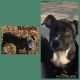 Other Puppies for sale in Richmond, VA, USA. price: NA