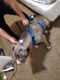 Other Puppies for sale in 3300 15th St W, Rosamond, CA 93560, USA. price: $1