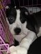 Other Puppies for sale in Holyoke, MA 01040, USA. price: $300
