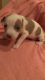 Other Puppies for sale in Seffner, FL 33584, USA. price: $400