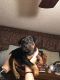 Other Puppies for sale in Alvarado, TX 76009, USA. price: NA