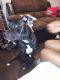 Other Puppies for sale in 3346 Hull Ave, The Bronx, NY 10467, USA. price: NA
