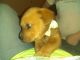 Other Puppies for sale in 1183 US-50, Milford, OH 45150, USA. price: NA