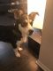 Other Puppies for sale in Fairfax, VA 22033, USA. price: NA