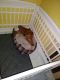 Other Puppies for sale in Boynton Beach, FL, USA. price: NA