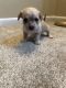 Other Puppies for sale in Daytona Beach, FL, USA. price: NA