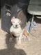 Other Puppies for sale in Katy, TX, USA. price: $150