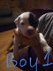 Other Puppies for sale in Portsmouth, OH 45662, USA. price: NA