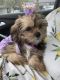 Other Puppies for sale in Temple Terrace, FL, USA. price: NA