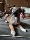Other Puppies for sale in Gladstone, OR 97027, USA. price: NA