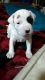 Other Puppies for sale in Bruce, WI 54819, USA. price: $400
