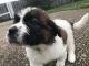 Other Puppies for sale in Terrytown, LA, USA. price: NA