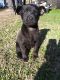 Other Puppies for sale in Stockton, CA, USA. price: NA