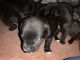 Other Puppies for sale in East Jordan, MI 49727, USA. price: NA