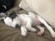 Other Puppies for sale in Kennesaw, GA, USA. price: NA