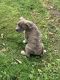 Other Puppies for sale in New Iberia, LA, USA. price: NA
